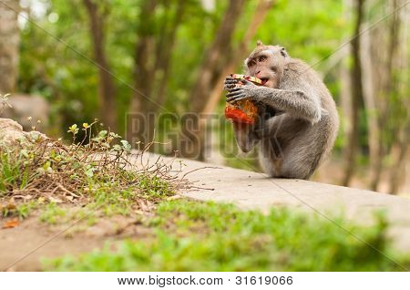 Macachi dalla coda lunga
