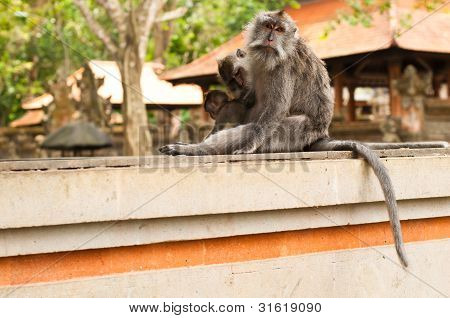 Macachi dalla coda lunga