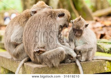 Macachi dalla coda lunga