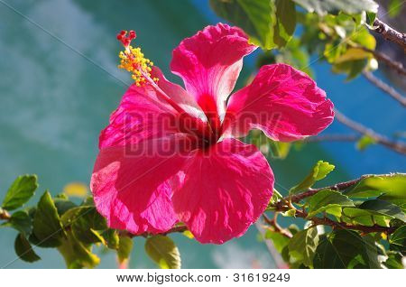 Hibiscus
