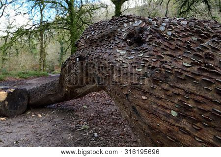 Close Up Of A Tree Trunk Full Of Coins At Tarr Steps In Devon
