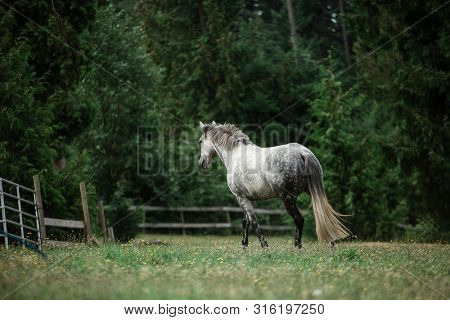 Beautiful dappled grey horse running