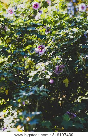 Hibiscus Syriacus Althea Rose Of Sharon Flower (also Called Aphhrodite Hibiscus) Tree Shot On A Sunn