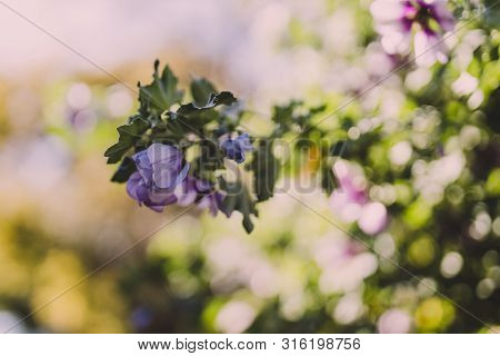 Hibiscus Syriacus Althea Rose Of Sharon Flower (also Called Aphhrodite Hibiscus) Tree Shot On A Sunn