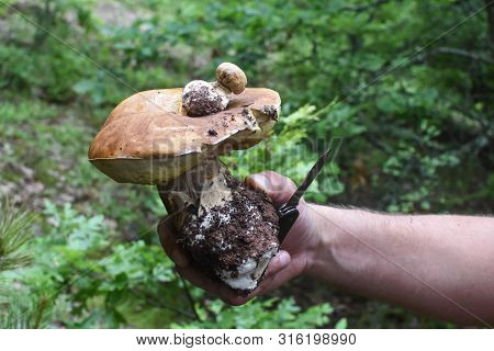 Small Porcini Mushroom Grow From Big One. Boletus Edulis, Small Grow From Hat Of Big Fungi