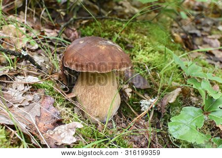 Boletus Mushroom (boletus Aereus) In The Forest. Forest Fungi Boletus. Nature Background Texture, Ki