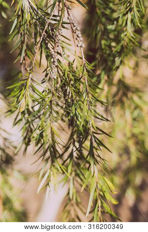 Detail Of Callistemon Bottle Brush Tree Branches