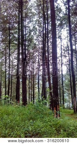 Natural Background Of Pine Forest Potrait. Natural Pine Forest Background. The First Sun In The Fore