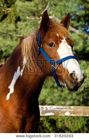 Cavallo