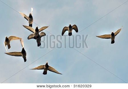 Je Pidgeon vzletu