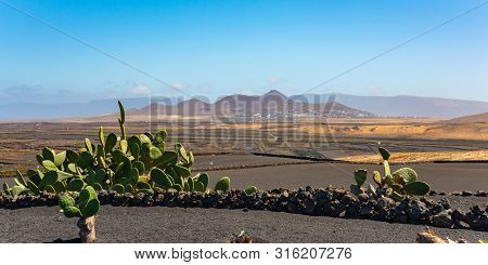 Dry Volcanic Ccultivated Fields And Cactus Lanzarote Island Spain.