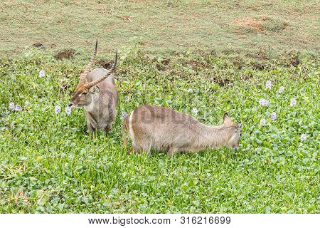 Waterbuck Bull And Cow In A Pond With Water Hyacinth