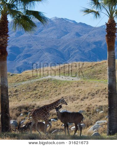 Giraffa e gazzella