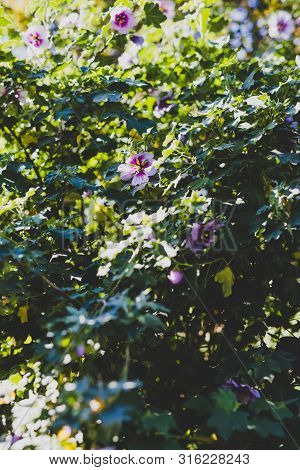 Hibiscus Syriacus Althea Rose Of Sharon Flower (also Called Aphhrodite Hibiscus) Tree Shot On A Sunn