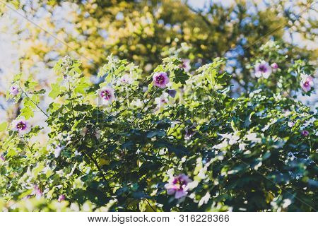 Hibiscus Syriacus Althea Rose Of Sharon Flower (also Called Aphhrodite Hibiscus) Tree Shot On A Sunn