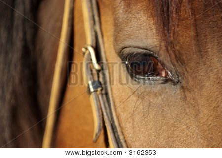 Häst detalj