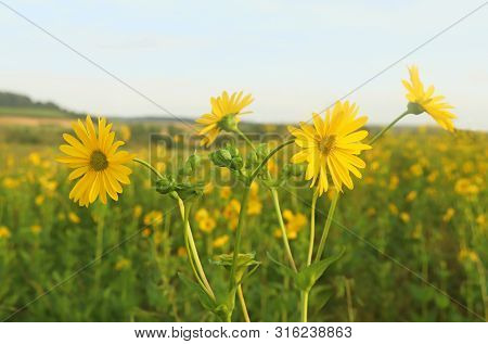 Agricultural Field With The Energy Palnt Mixed Silphie (silphium Perfoliatum), Yellow Blooming Plant