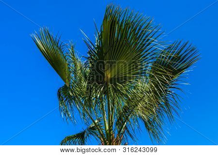Green Sabal Palm Tree Against Blue Sky