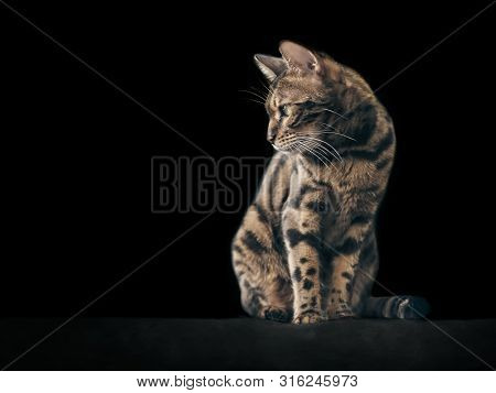 Cute Bengal Cat Sitting And Looking Away. Isolated On Black Background.