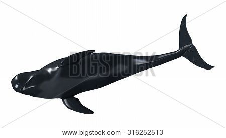 3D Rendering Pilot Whale Calf On White