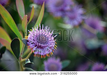 Australian Native Purple Coneflowers Of Isopogon Cuneatus, Family Proteaceae. Endemic To Heathland A