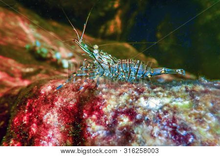 Rock Shrimp Underwater, Common Shrimp, (palaemon Serratus) Underwater