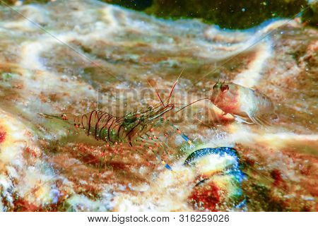 Rock Shrimp Underwater, Common Shrimp, (palaemon Serratus) Underwater