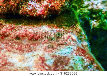 Rock Shrimp Underwater, Common Shrimp, (palaemon Serratus) Underwater