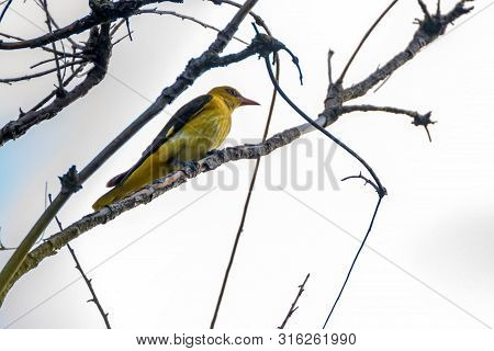 Young Male Eurasian Golden Oriole Or Oriolus Oriolus On Tree Branch
