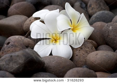 Frangipani flowers on pebble