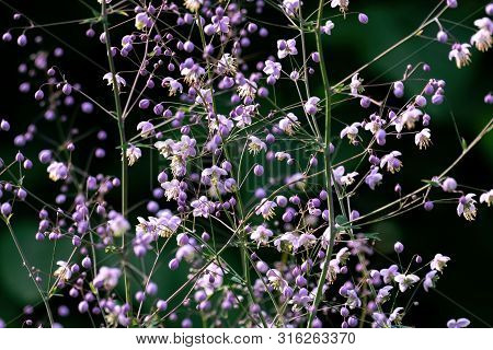 Detailed Macro Close Up Of Pink Coloured Gypsophila Paniculata With A Black Background