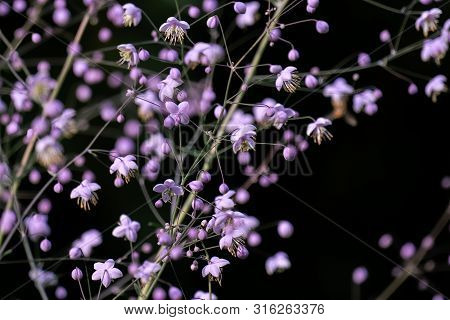 Detailed Macro Close Up Of Pink Coloured Gypsophila Paniculata With A Black Background