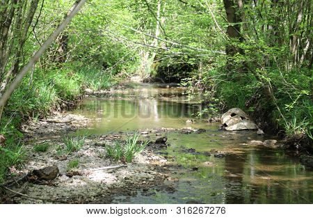 Small Stream With Water In The Forest In Summer
