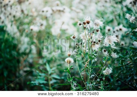 Overblown Buds Of Cirsium Heterophyllum. Blooming Thistle On Green Bokeh Background. Scenic Backdrop
