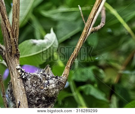 European Goldfinch (carduelis Carduelis) Nest With Chicks - London, United Kingdom