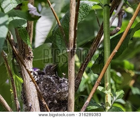 European Goldfinch (carduelis Carduelis) Nest With Chicks - London, United Kingdom