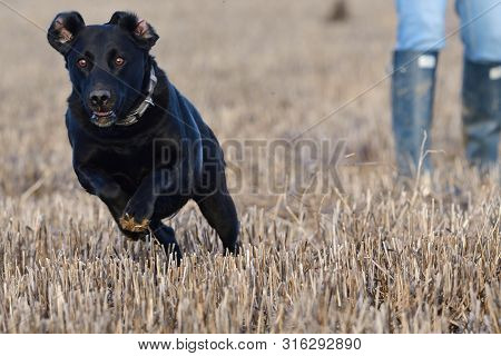 Portrait Of A Black Labrador Running Across A Field With A Perso In The Background