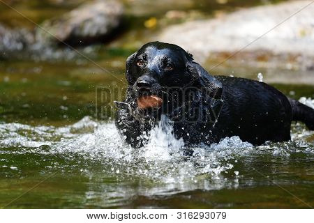 Wet Black Labrador