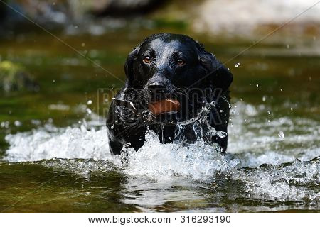 Wet Black Labrador