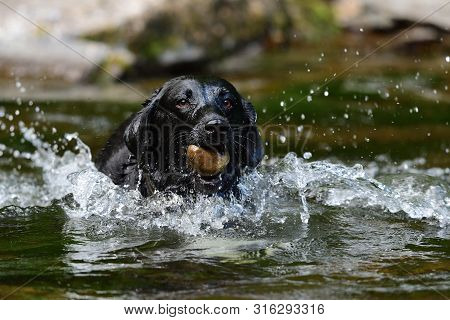 Wet Black Labrador