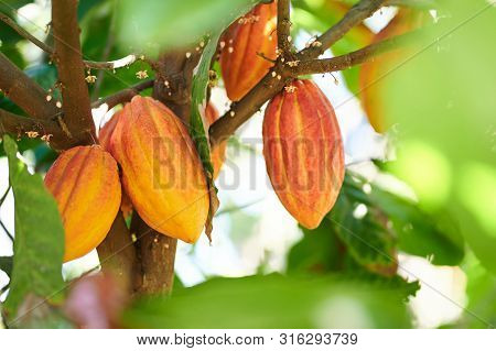 Cacao Harvesting Theme. Orange Color Cocoa Pods Hanging On Tree In Sunlight
