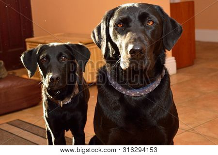 Portrait Of A Black Labrador Sitting Next To A Puppy And Looking At The Camera