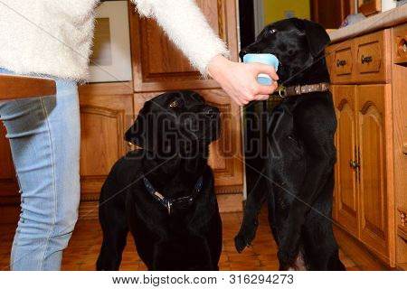 Black Labrador Puppy Eating A Yoghurt
