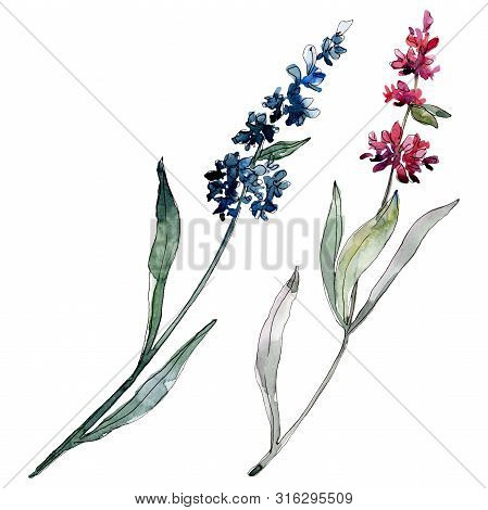 Lavender Floral Botanical Flowers. Watercolor Background Illustration Set. Isolated Levender Illustr