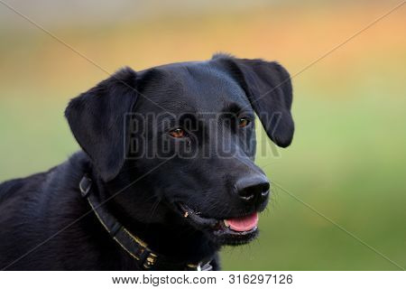 Head Shot Of A Cute Black Labrador Retreiver