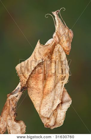 Idolomantis Diabolica Portrait
