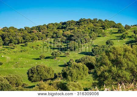 Landscape Near Ubrique, Cadiz. Spain, Andalusia In The Park Of Alcornocales