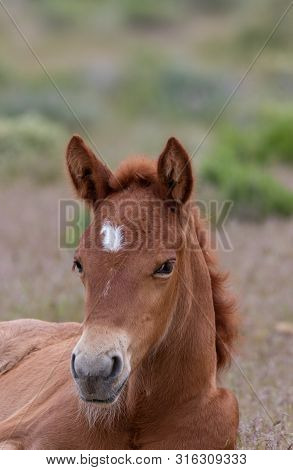A Cute Wild Horse Foal In The Utah Desert In Late Spring