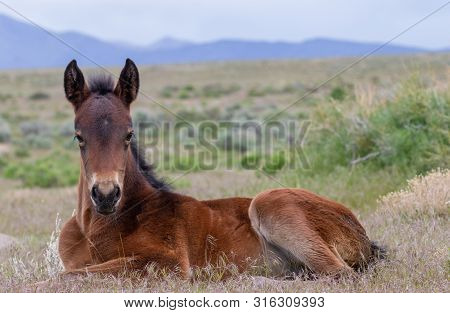 A Cute Wild Horse Foal In The Utah Desert In Late Spring