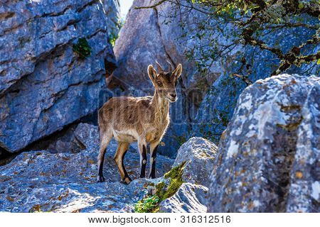 Spanish Ibex, Capra Pyrenaica In Torcal De Antequera National Park, Spain